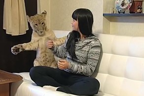 Лев живет в квартире