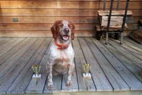 31 маленькая победа очаровательных животных