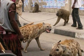  В Африку - ни ногой!