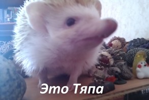 Маленькая история из жизни маленького ежика