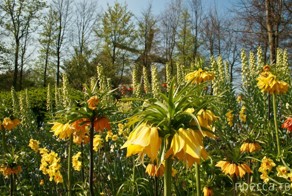 Нидерланды. Амстердам. Keukenhof или как окунуться в море тюльпанов