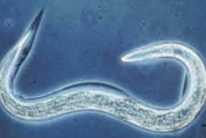 У микроскопических червей нашли мышление и свободу воли