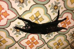 Котик фотожаба 