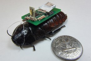 Тараканами-киборгами научились управлять дистанционно