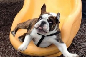 Собаки сделавшие неправильный выбор в жизни