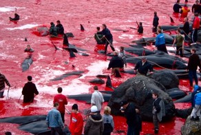 Позор Европы. Разошлите это как можно больше по всему миру