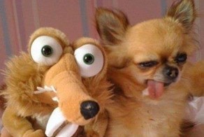 Фотоприкол недели