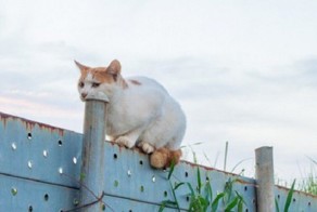 Из серии "показалось"