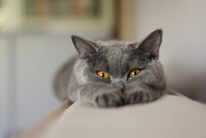 Кошки