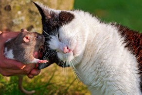 Еще о кошках