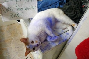 40 провинившихся котов