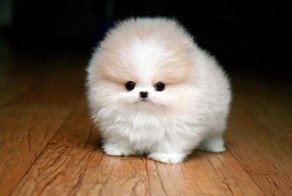 Маленькие зверюшки