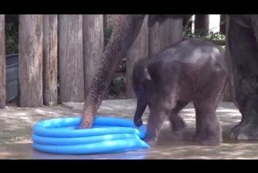 Слонята и бассейн