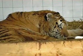 Жалко тигра