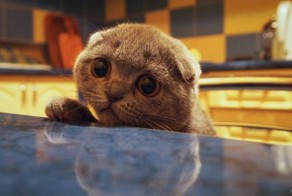 Попрошайки