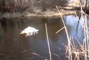 Необычное видео из жизни птиц