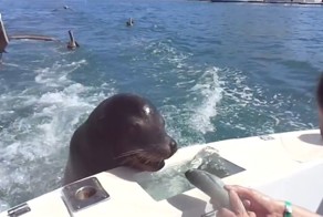 Господа, а у вас есть рыбка?