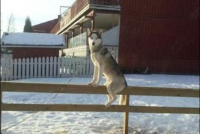 Фотоприкол онлайн бесплатно