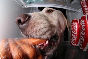 Забавная собака Уинстон