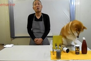  Собака - плохой помощник повара