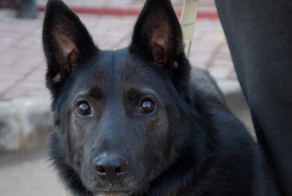 Брошенный слепой пес из Твери нашел семью в Смоленске