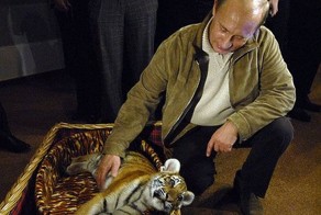 Что стало со знаменитыми “путинскими” тиграми