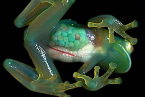 Животные Амазонских джунглей