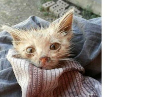 Едва живой, голодный - до и после