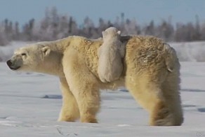 Гифки дня