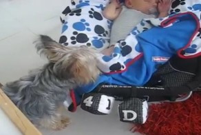 Маленький пес не дал малышу замерзнуть