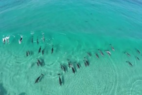 Дельфины ловят волну 