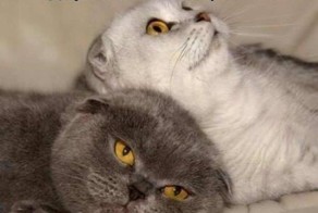 Кошачий фотопост!