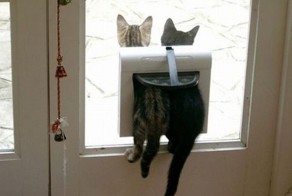 Смешные рисунки