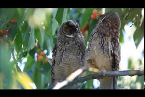 Совы - Дабстеры