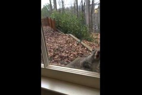 Белочка вылизывает окно