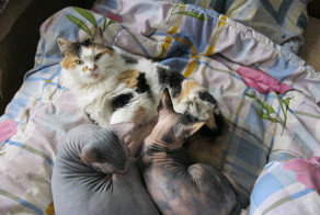 котят подменили????