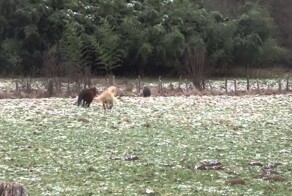 Пони против кабана