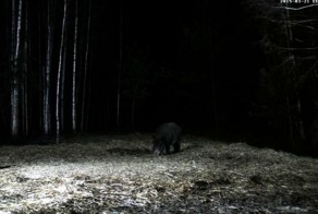 Цветная он-лайн Web-камера со звуком на подкормочной площадке в лесу