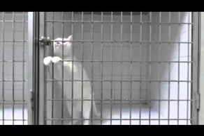 Кот сбежал