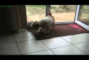  Очень культурный пес