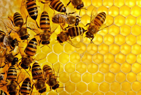 Продукты ГМО