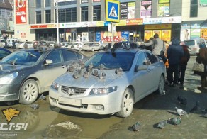 Голубей «натравили» на припаркованную иномарку