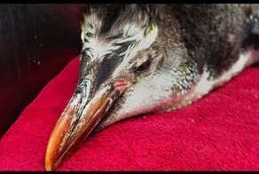 Заблудившийся пингвин