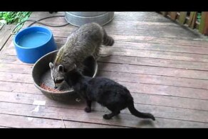  Кот в шоке от наглости енота