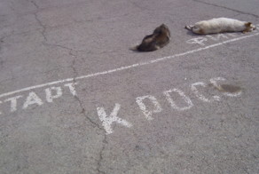 Забег (залег)