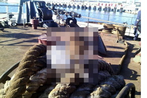 Морской котик