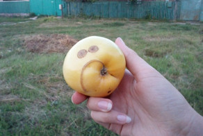 Не суй яблоки куда не надо! (18+)