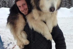 20 больших собак,которые забыли,что они большие