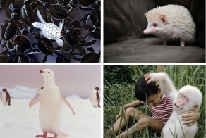 Отсутствие цвета не мешает выглядеть потрясающе