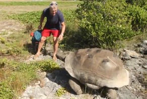 Погоня неудовлетворенного самца гигантской черепахи за человеком